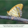 argynnis paphia pyatigorsk ex ovo male 1